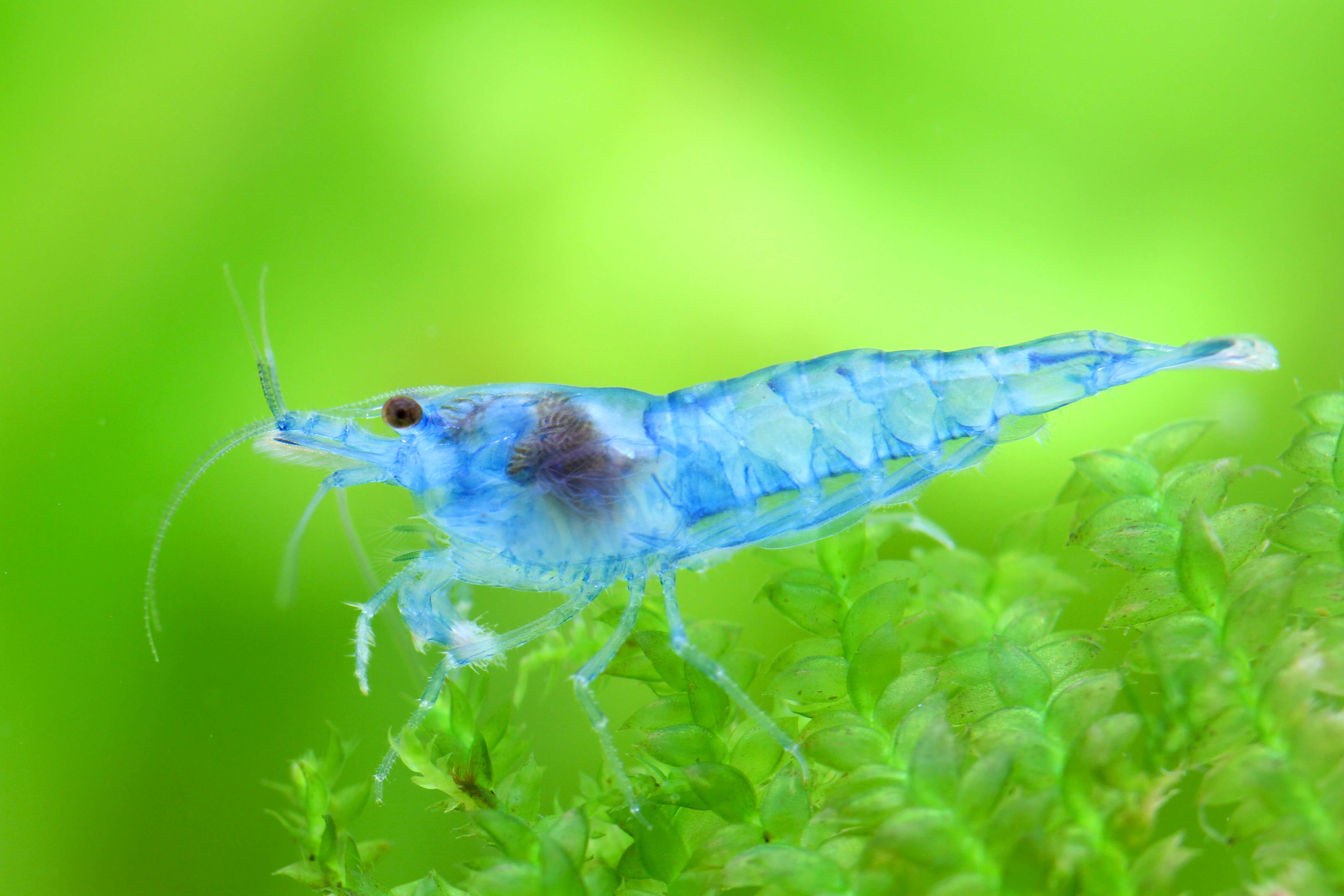 Blue Jelly Shrimp